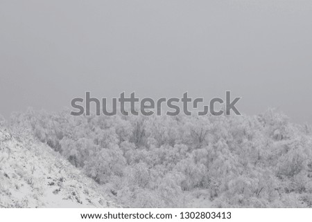 snowy trees on a hill on a white winter landscape