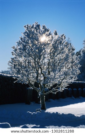 Tree in the snow. Winter landscape. Sunny dawn. Frost on the branches.