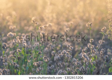 soft focus little white wild flower with blur grass background and light ray.