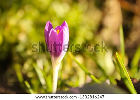a little purple crocus macro with a green background in winter outdoors