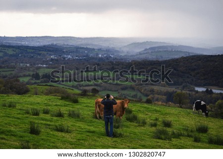 The man photographs the cow in the misty Irish field in the morning