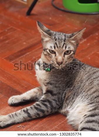 cute short hair young asian kitten grey and black stripes home cat relaxing lazy on wooden floor portrait shot selective focus blur background