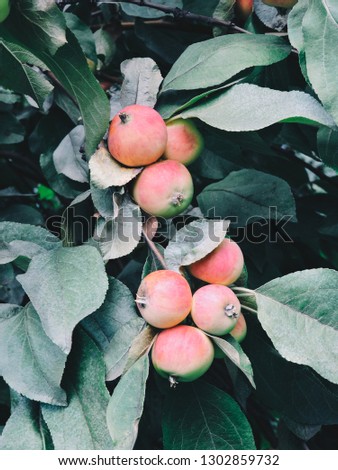 Background with ripe red apples on a tree. Organic apples. Gardening and harvesting concept. Red apple on a tree with green dark blurred background. Autumn cloudy day.