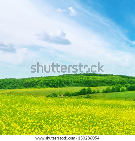 Rape field and blue sky