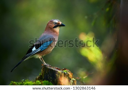 Beautiful picture the Eurasian jay (Garrulus glandarius). A bird sits in a deep forest on a stump. Wildlife scene from Kuhmo, Finland. Royalty-Free Stock Photo #1302863146
