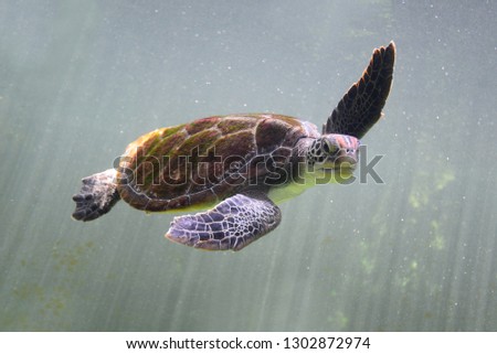 Green turtle swimming underwater photo. Sea turtle closeup. Oceanic animal in wild nature. Summer vacation activity.

