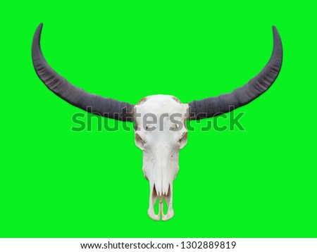  buffalo skull with horns on green background.