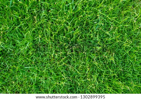 Green grass texture for background. Green lawn pattern and texture background. Close-up image.