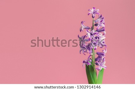 Hyacinth, spring flower on pink background with copy space for message. Greeting card for Valentine's Day, Woman's Day and Mother's Day holidays. Toned image. Top view.