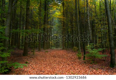 Autumn in forest, and beautiful color