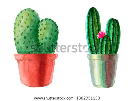 Exotic cactus with pink flowers. Flowering tropic cacti in pots. Watercolor hand drawn botanical illustration. Clipart design for stickers, postcard, invitation, cover, print, poster, pattern, decor.
