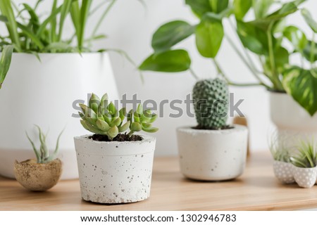 Close up of botanical interior air plants, cacti and succulents composition in design and hipster pots on the brown table. White walls. Modern and floral concept of home garden interior. Nature love. 