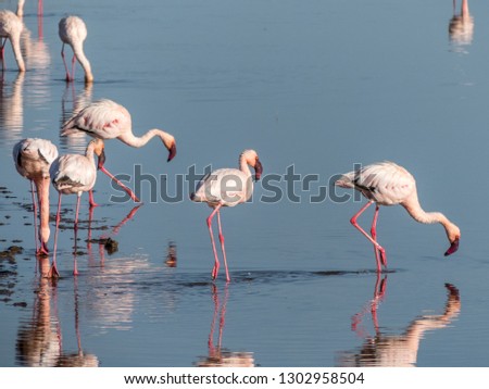 Lake Nakuru, KENYA - September, 2018. A group of pink flamingos seek fish and molluscs in the waters of an African lake at dawn