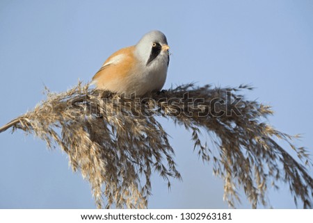 A male Bearded reedling(Panurus biarmicus) perched in the cold morning sun foraging in the reeds. perched and eating from the reeds at the water's edge.