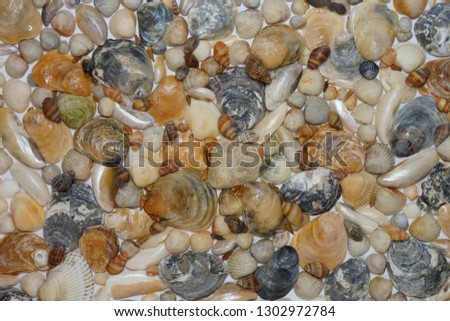 Seashells on a white backgraund