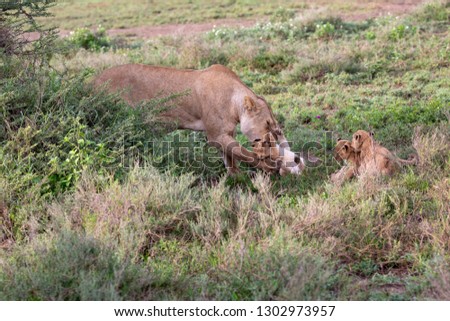 The lioness carries a small kitten. These are good pictures of wildlife. Photos were taken on short distance and with excellent light.