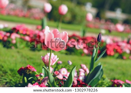 Pink spring Tulip in the Park fragrance