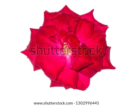 Close up red of damask rose flower (Scientific name Rosa damascena) on white background.