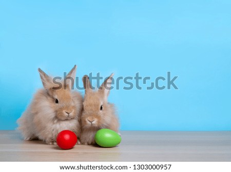 Cute fluffy brown hair rabbit couple were sitting with the red and green eggs on light blue background with copy space, springtime and easter holiday concept.