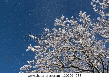 Snow blowing off tree branches close up with blue sky background