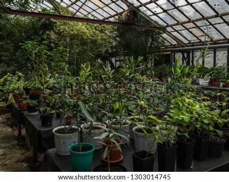 Greenhouse with a large amount of different colors in pots on tables. Houseplants in the glazed greenhouse. The spring sun gets through windows