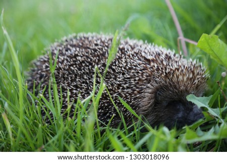 living hedgehog in green grass close-up.