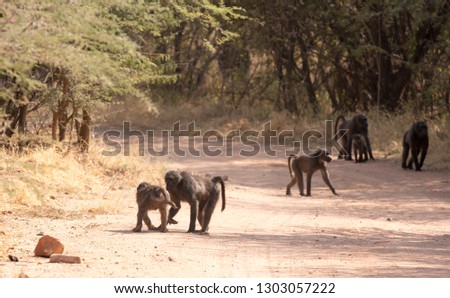 A large group of baboons in Namibia