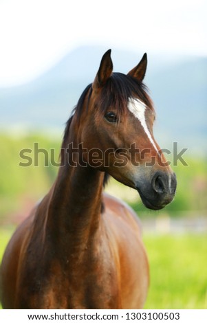 Brown horse with white sign portrait on green background 