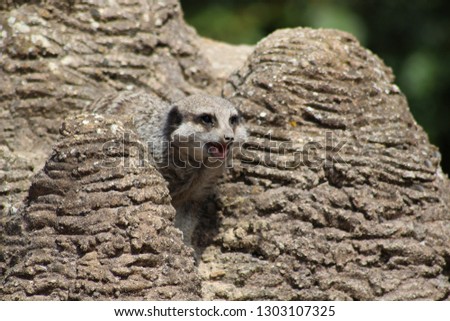 meerkat baring teeth