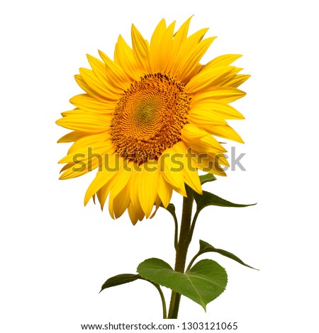 Sunflower head turned sideways isolated on white background. Sun symbol. Flowers yellow, agriculture. Seeds and oil. Flat lay, top view. Bio. Eco. Creative