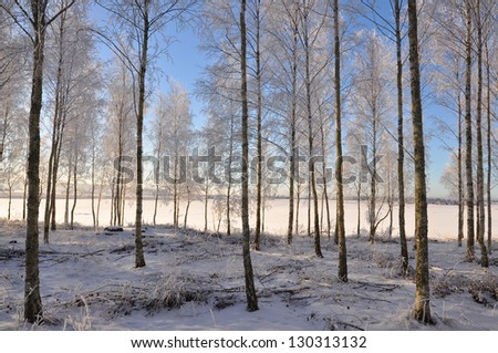 Birch trees a sunny winter day with hoarfrost.