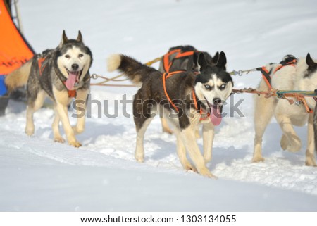 Huskies exitedly running and pulling a sled through snow