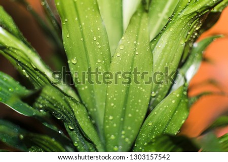 Palm in a pot, splashed with drops of water.