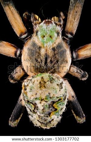 Extreme Macro - Top view of a orbweaver spider magnified 4 times