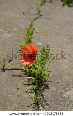Beautiful red poppy growing through the concrete.Concept of power.Vertical photo