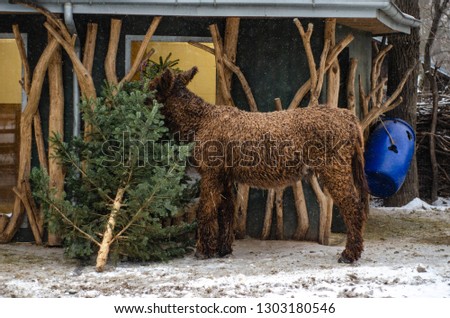 FFluffy donkey in the Vienna winter zoo eating the fir-tree, snowy weather in Austria