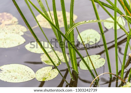 Photo of the Water Lily Leaves Surrounding in the Pond - Concept of the Peace, Harmony and Meditation