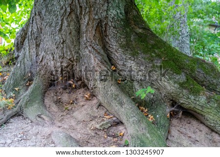 Photo of old Tree Trunks Chopped Down in the Countryside on Sunny Summer Day with Space for Text, Concept of Peace and Harmony