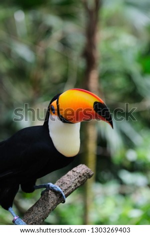 Toucan Bird on branch
