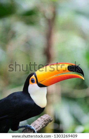 Toucan Bird on branch