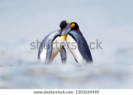 King penguin mating couple cuddling in wild nature, snow and ice. Pair two penguins making love. Wildlife scene from white nature. Bird behavior, wildlife scene from nature, South Georgia, Antarctica. Royalty-Free Stock Photo #1303269490