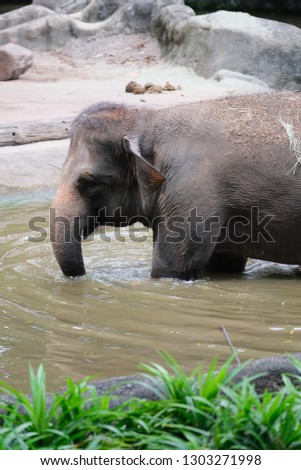 Asian elephant 
