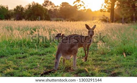 Two Australian Kangaroos In A Field Of Grass At Sunset