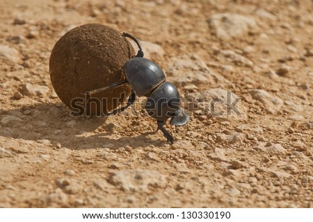 flightless Dung beetle rolling some elephant dung in the early morning sun Royalty-Free Stock Photo #130330190