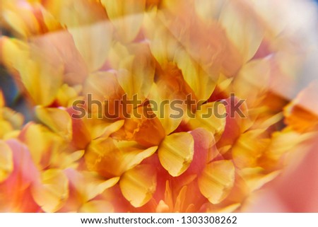 petals of tulips and daffodils and twigs of Mimosa close-up, macro photography.