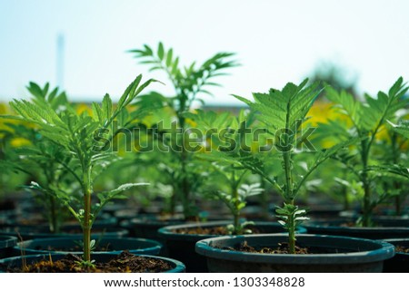 Tree seedlings in pots, Marigold flower. 

