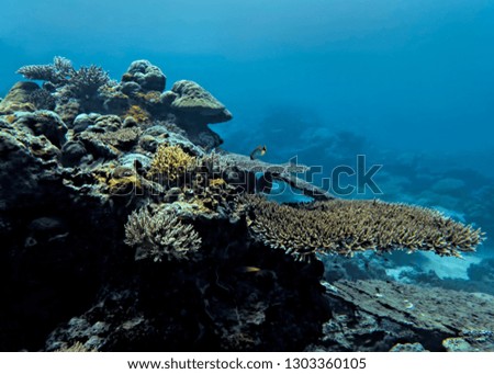 Scenic reef with healthy corals and raccoon butterflyfish underwater with blue background.  Pacific ocean in Palau.