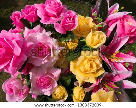 Beautiful pink and yellow roses 