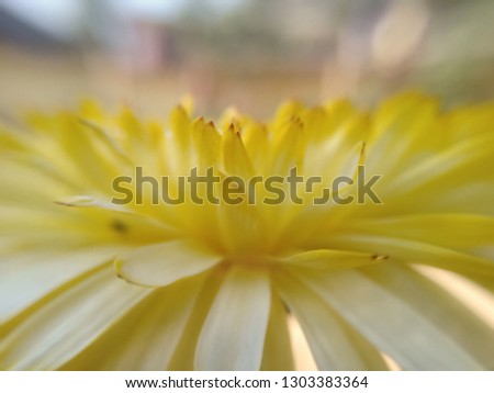 Macro shots of flowers