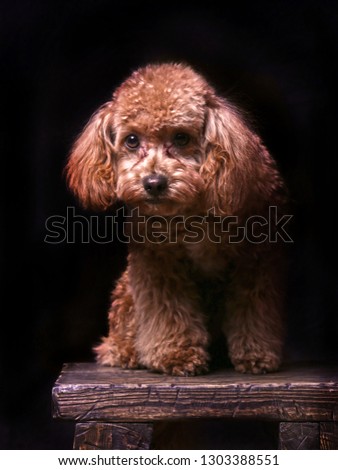 Studio Picture of Mini-Poodle against black background